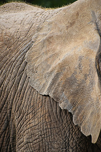 极端关闭非洲大象的耳朵