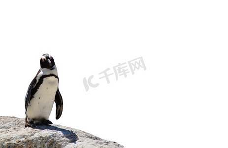 非洲黑脚企鹅站在白色背景中孤立的岩石上
