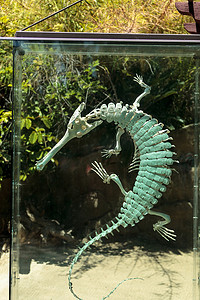 Gharial Gavialis gangeticus 骨架