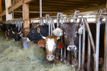 奶牛在农场吃干草。