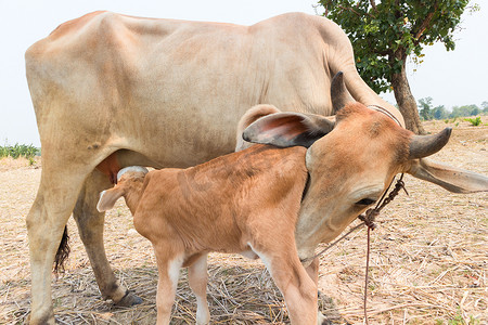 小牛从妈妈那里吸奶，有选择的焦点