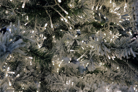 活云杉松树圣诞树上的彩灯。