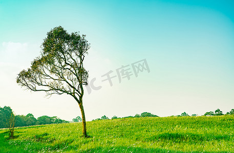 绿树与美丽的树枝图案和绿草地与白色的花朵在晴朗的蓝天背景上美丽的阳光日。