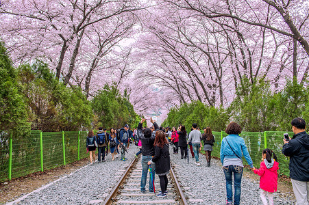 关于樱花节的摄影照片_镇海郡行节是韩国最大的樱花节。