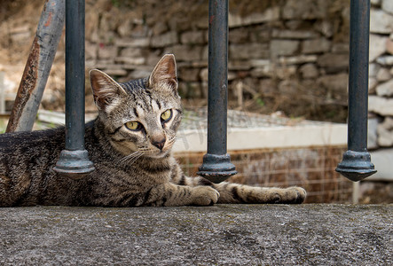天猫头摄影照片_躺在栅栏上的猫