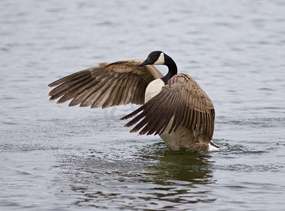 一只加拿大鹅在湖中张开翅膀的美丽孤立照片