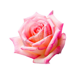 婚背景摄影照片_白色背景中突显的美丽粉红玫瑰、情人花和婚礼花