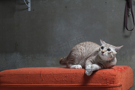 猫坐在克雷背景的划痕橙色布艺沙发上
