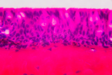 显微镜下的 Anodonta 鳃纤毛上皮 - Abstra