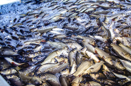 受污染的池塘摄影照片_桶中养鱼场的鲤鱼幼鱼被运输到水库中