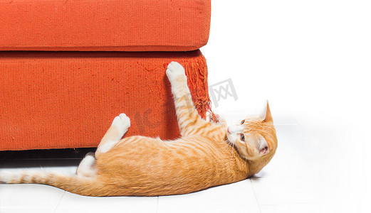小猫抓布艺沙发