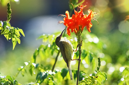 太阳鸟从花中饮用或采集花蜜