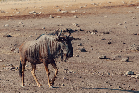 蓝色牛羚 Gnu，纳米比亚非洲野生动物 safari