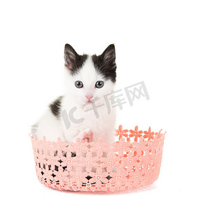 白色背景中孤立的粉红色篮子里可爱的黑白小猫