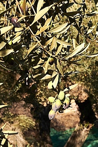 橄榄美摄影照片_橄榄枝上的一组橄榄