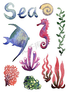 套不同的海贝壳、珊瑚和海星。