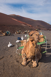 在西班牙加那利群岛兰萨罗特岛 Timanfaya 国家公园的火山景观中休息的骆驼。