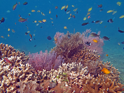 繁荣的珊瑚礁充满了海洋生物和鱼群，