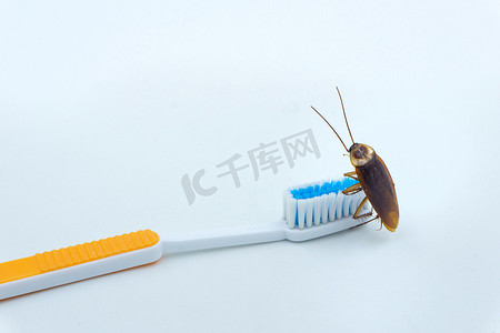 棕色牙刷摄影照片_亚洲蟑螂在牙刷上。