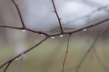 雨后水滴落在背景模糊的树枝上。