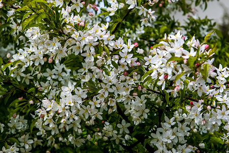 花开朵朵摄影照片_果树的枝条上开着朵朵白花。