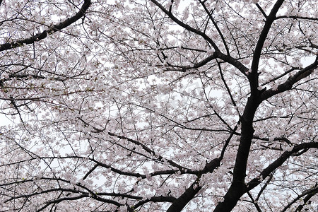 一树樱花摄影照片_樱花