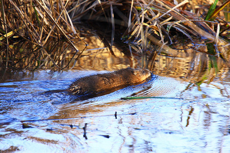 吃春摄影照片_春天在沼泽水中游泳的麝鼠