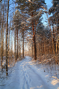 木头路摄影照片_在冬天木头的农村路