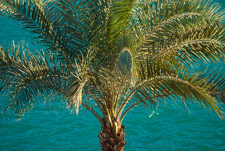 前景有波纹和大棕榈的美丽清澈的蓝色绿松石海水面
