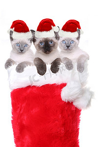 穿着圣诞老人帽子的袜子里的小猫