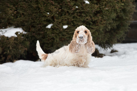 英国可卡犬在新雪中玩耍