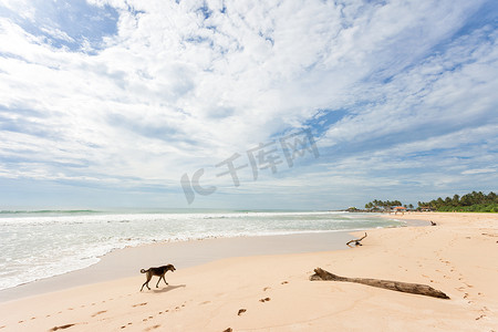 斯里兰卡 - Ahungalla - 一只在海滩上寻找食物的狗