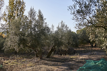 橄榄美摄影照片_准备收获的橄榄田