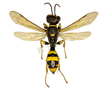 白色背景上的野蜂黄蜂 - Mellinus arvensis (Linnaeus, 1758)