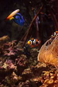 小丑鱼 Amphiprioninae 和皇家蓝塘
