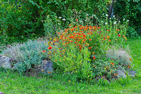 公园绿色草坪上，带红色的花束和洋甘菊花装饰着带石头的花坛