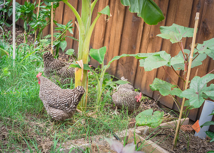 母鸡下蛋摄影照片_在美国德克萨斯州达拉斯附近的有机菜园里，三只自由放养的下蛋母鸡