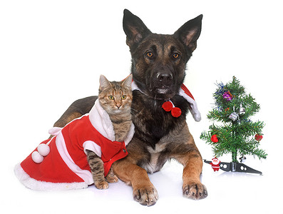 圣诞猫狗摄影照片_圣诞玛利诺犬和猫