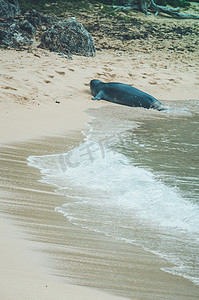 美国夏威夷，僧海豹走出水面。