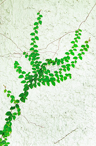 绿色大气摄影照片_绿色爬行植物。