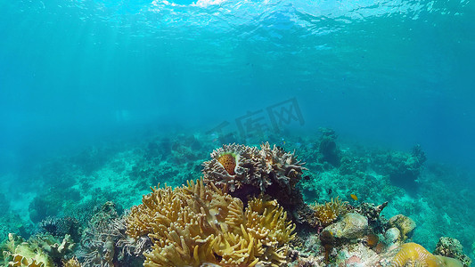 珊瑚礁的海底世界。