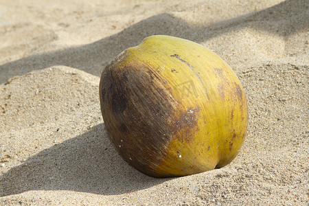 椰树的绿色坚果躺在沙滩上。
