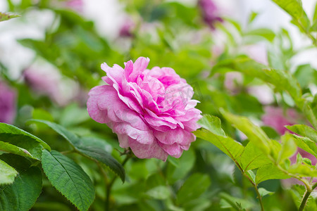 杂交玫瑰摄影照片_在玫瑰丛的背景上的粉红色玫瑰花