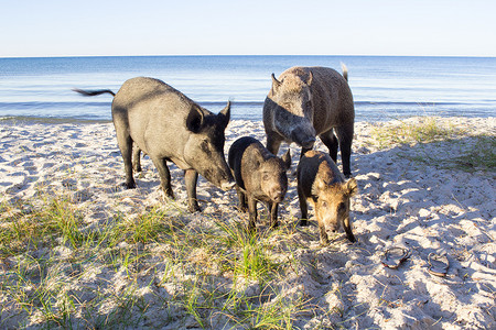 沙滩上的野猪和两只小猪