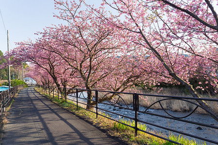 日本的樱花摄影照片_河津的樱花花树