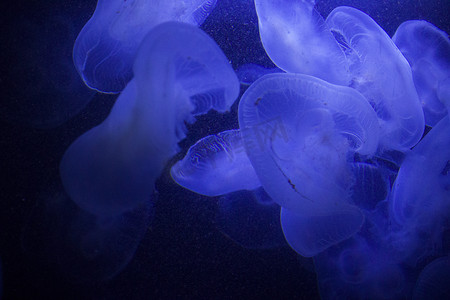 水母背景摄影照片_水下水母，深色背景，蓝色光，野生动物海洋动物。