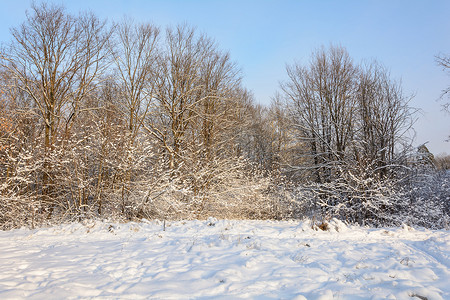 森林、树林、树木、雪天的冬季路径