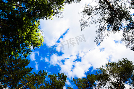 树叶云彩摄影照片_在天空的云彩和树枝背景