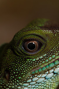 成年蜥蜴 (Physignathus cocincinu) 的头部和眼睛