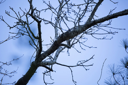 树枝上的冠蓝鸦